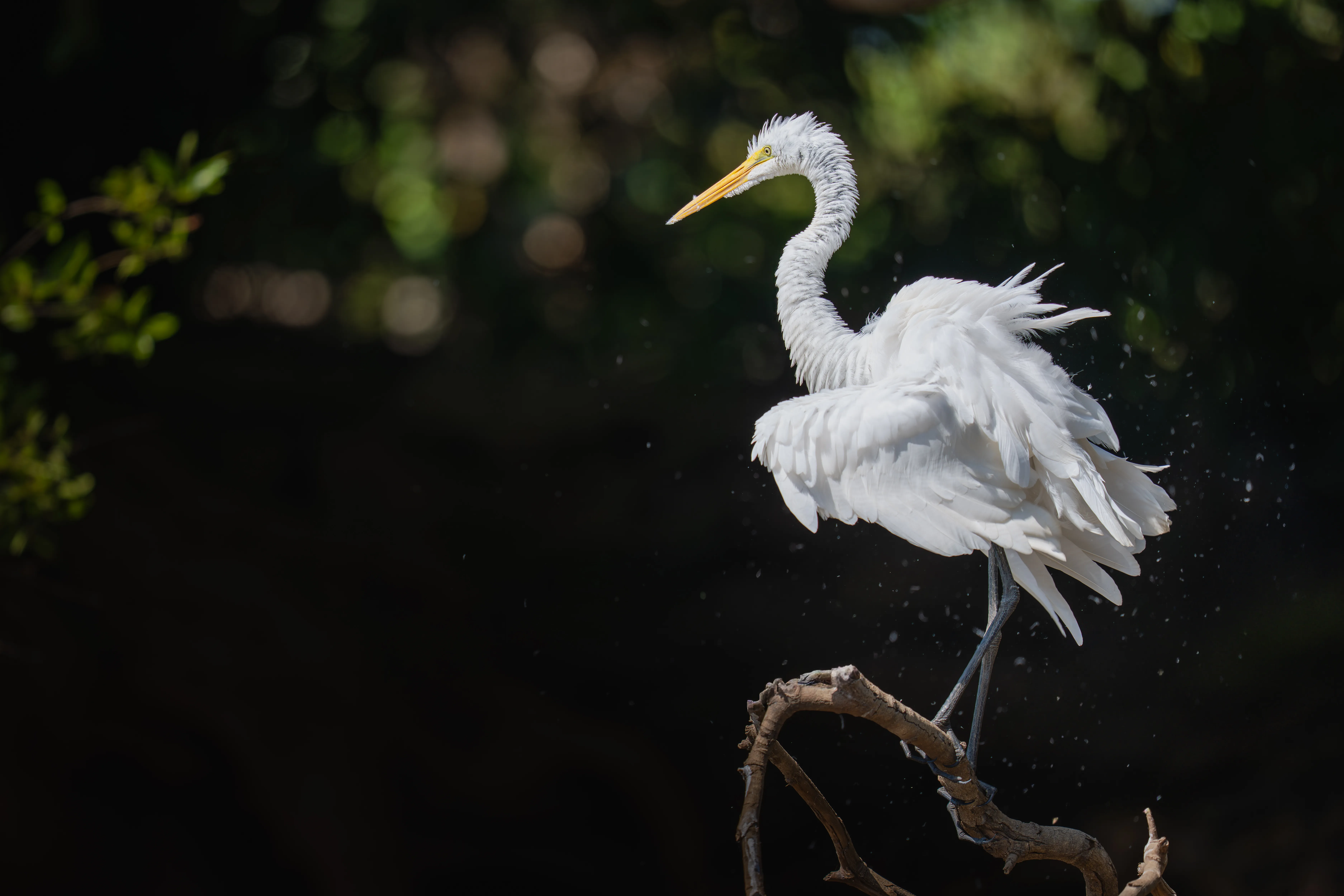 Pantanal Jaguar Expedition gallery image 6